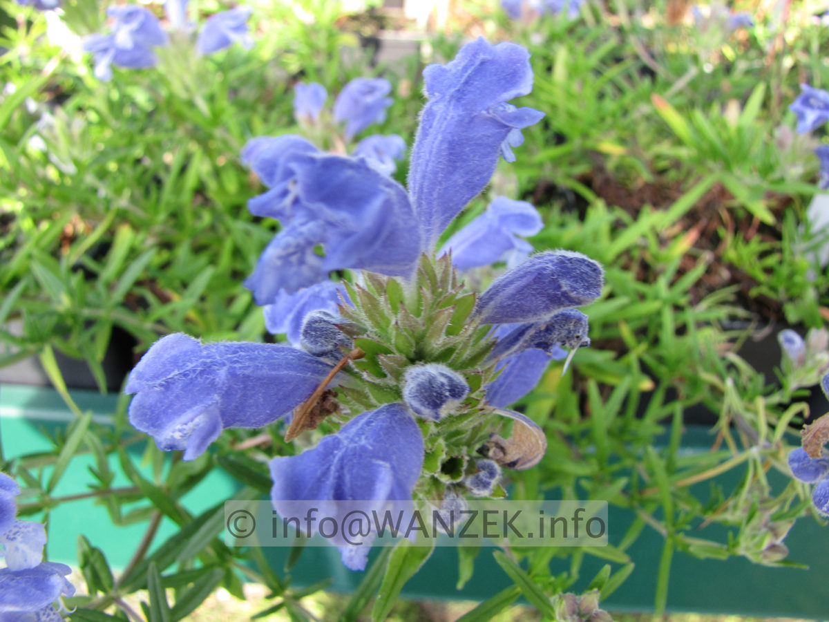 Scutellaria grandiflora Fuji Blue.JPG
